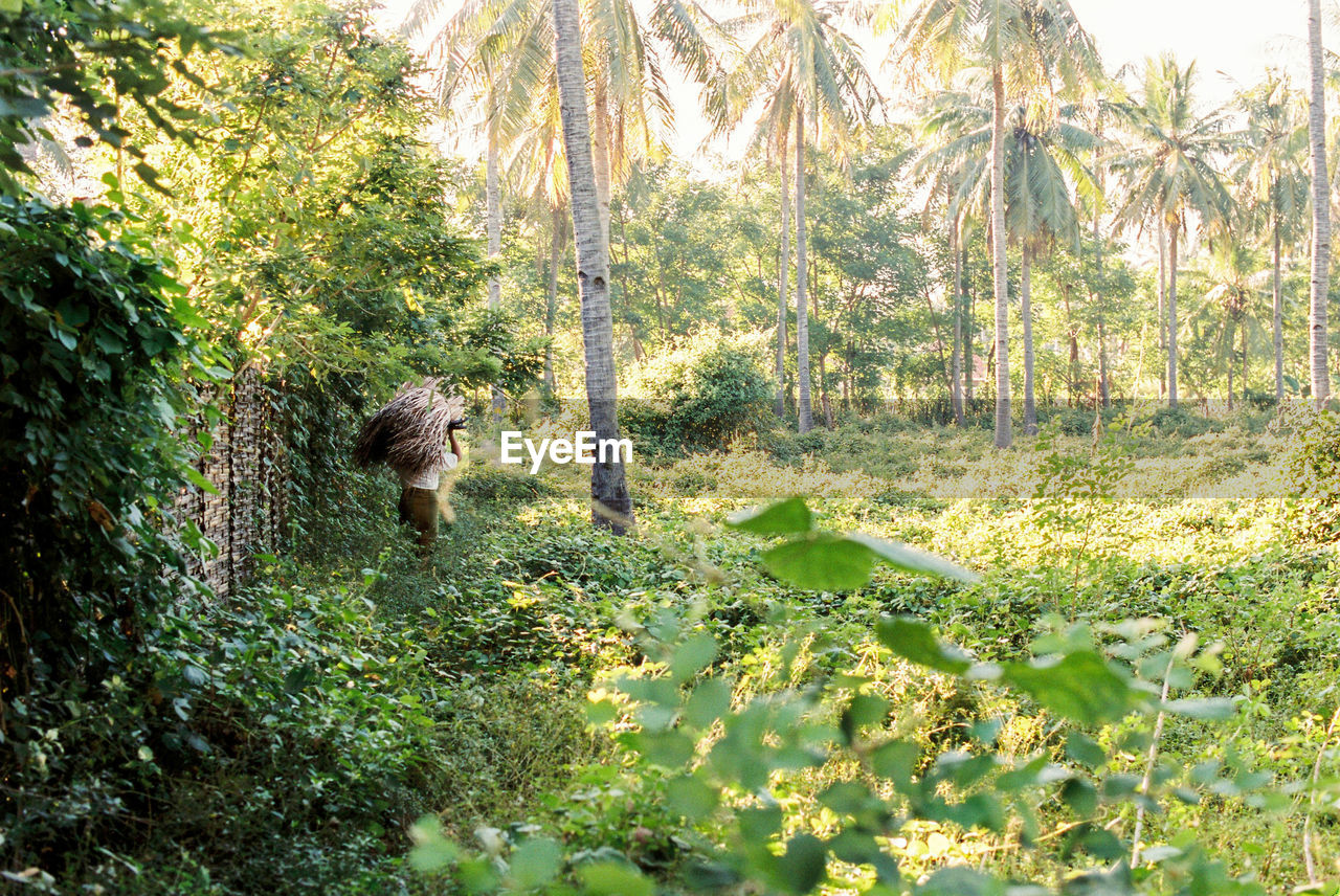 Trees in forest