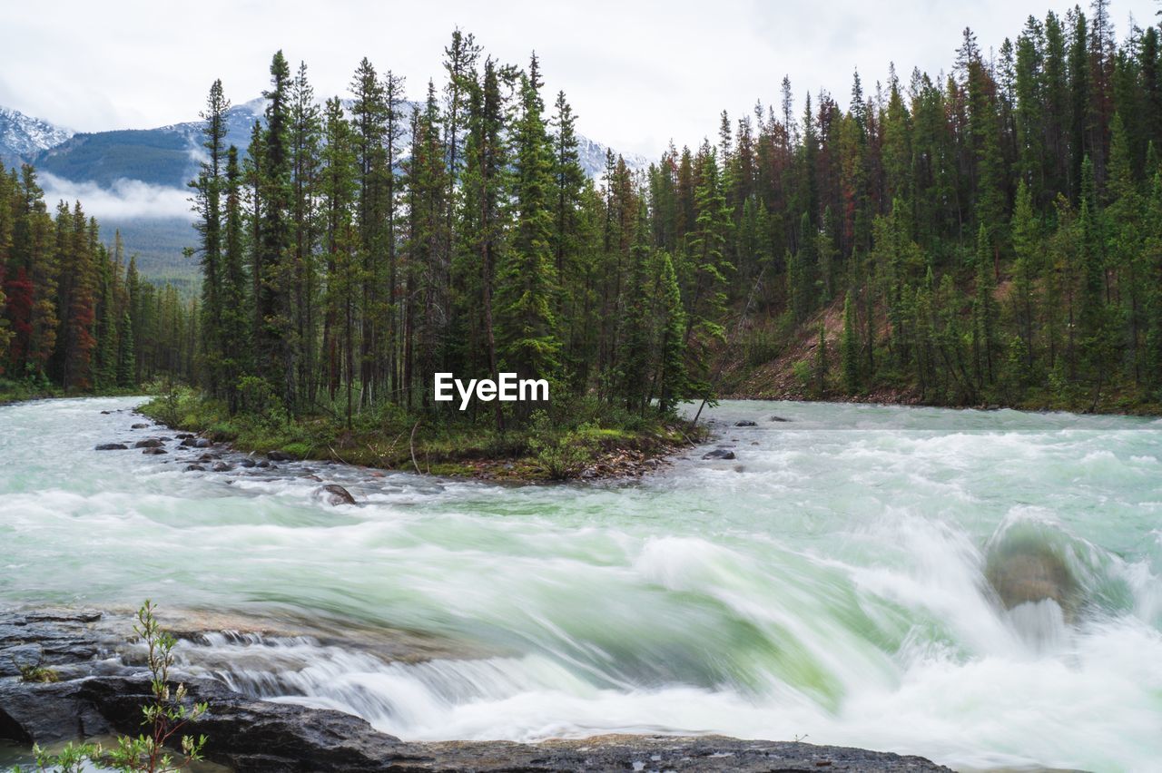 SCENIC VIEW OF RIVER FLOWING THROUGH FOREST