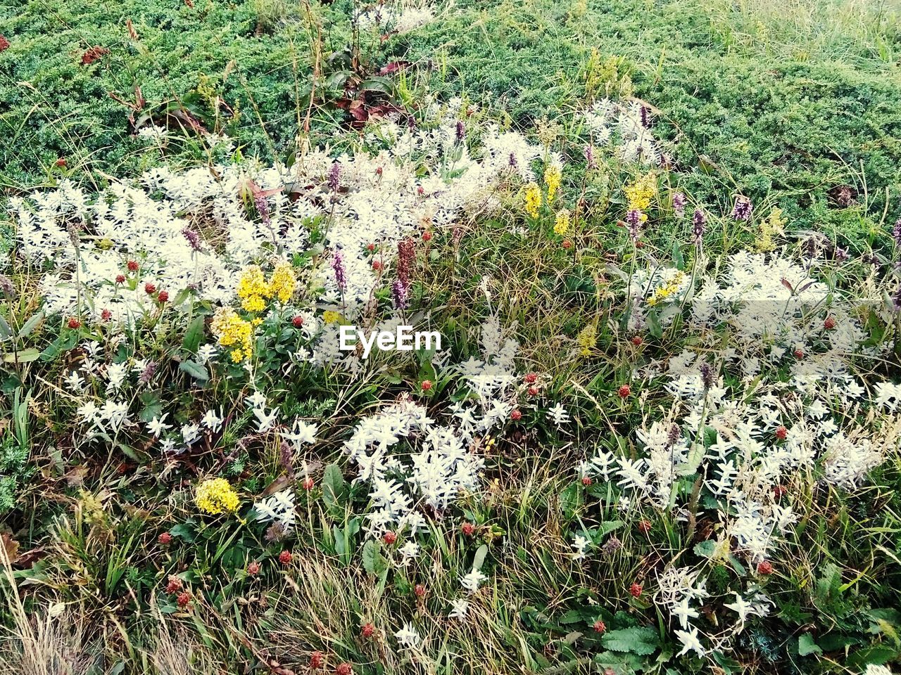 FLOWERS BLOOMING IN PARK