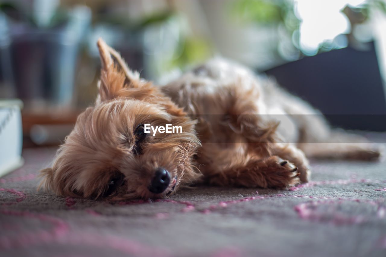 CLOSE-UP OF A DOG LYING ON FLOOR