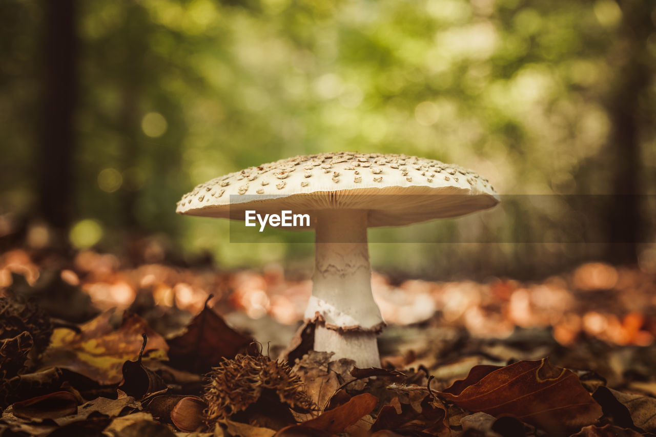 CLOSE-UP OF MUSHROOM GROWING ON FIELD DURING RAINY SEASON