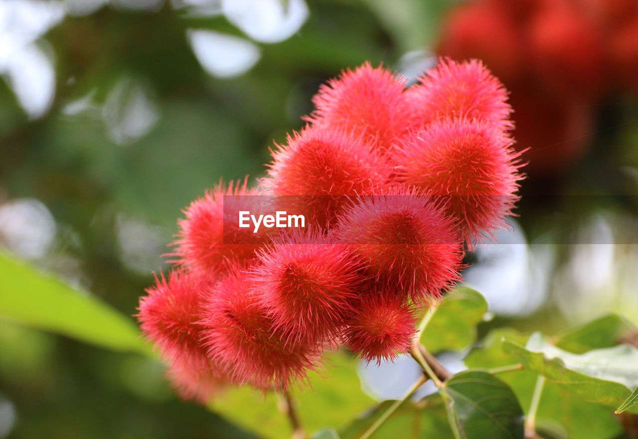 CLOSE-UP OF RED FLOWERS