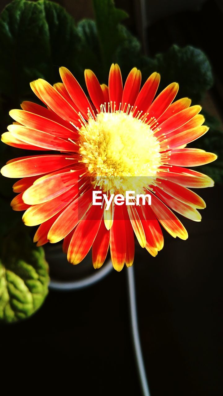 Close-up high angle view of flower