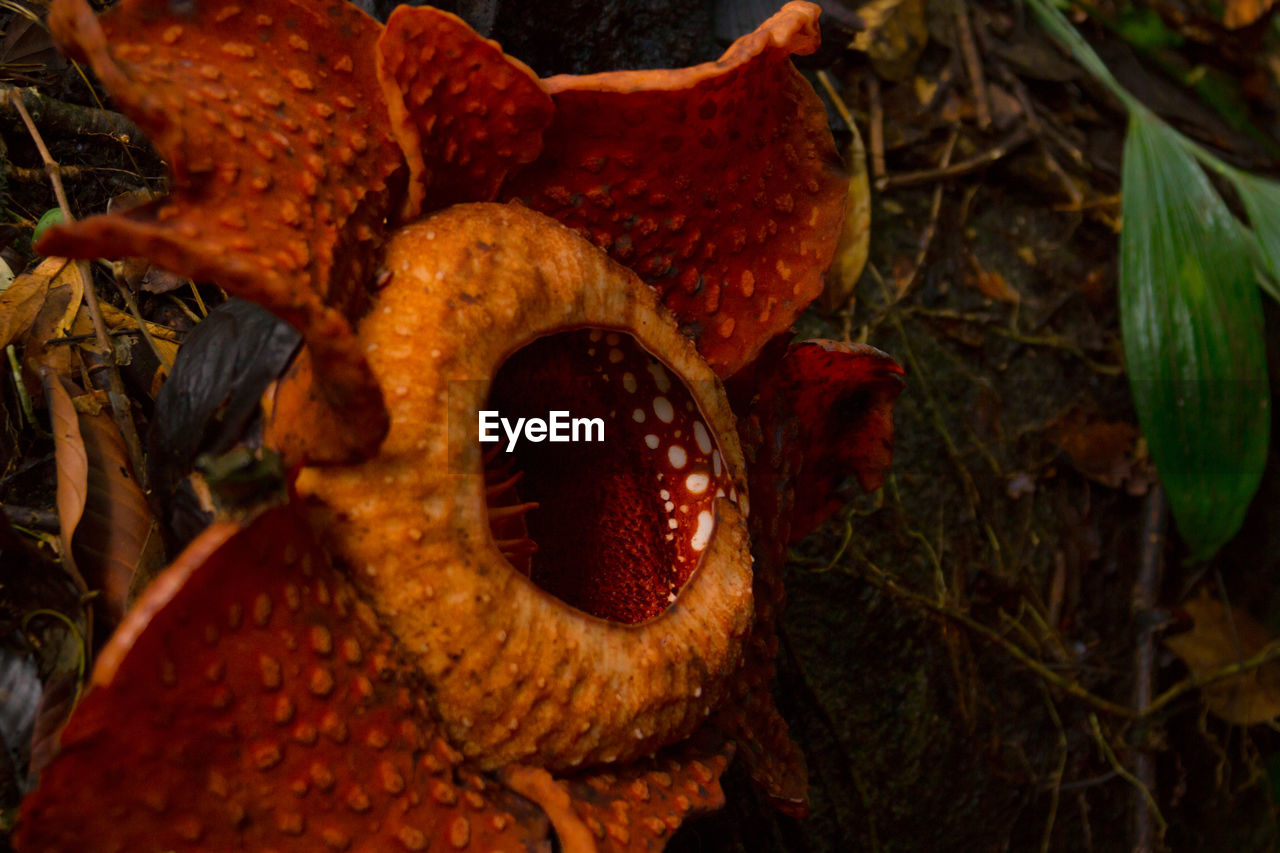 CLOSE-UP OF MUSHROOMS ON FIELD