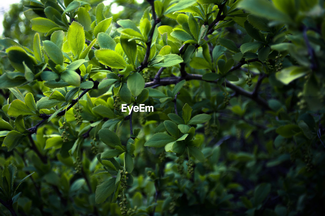 Close-up of leaves