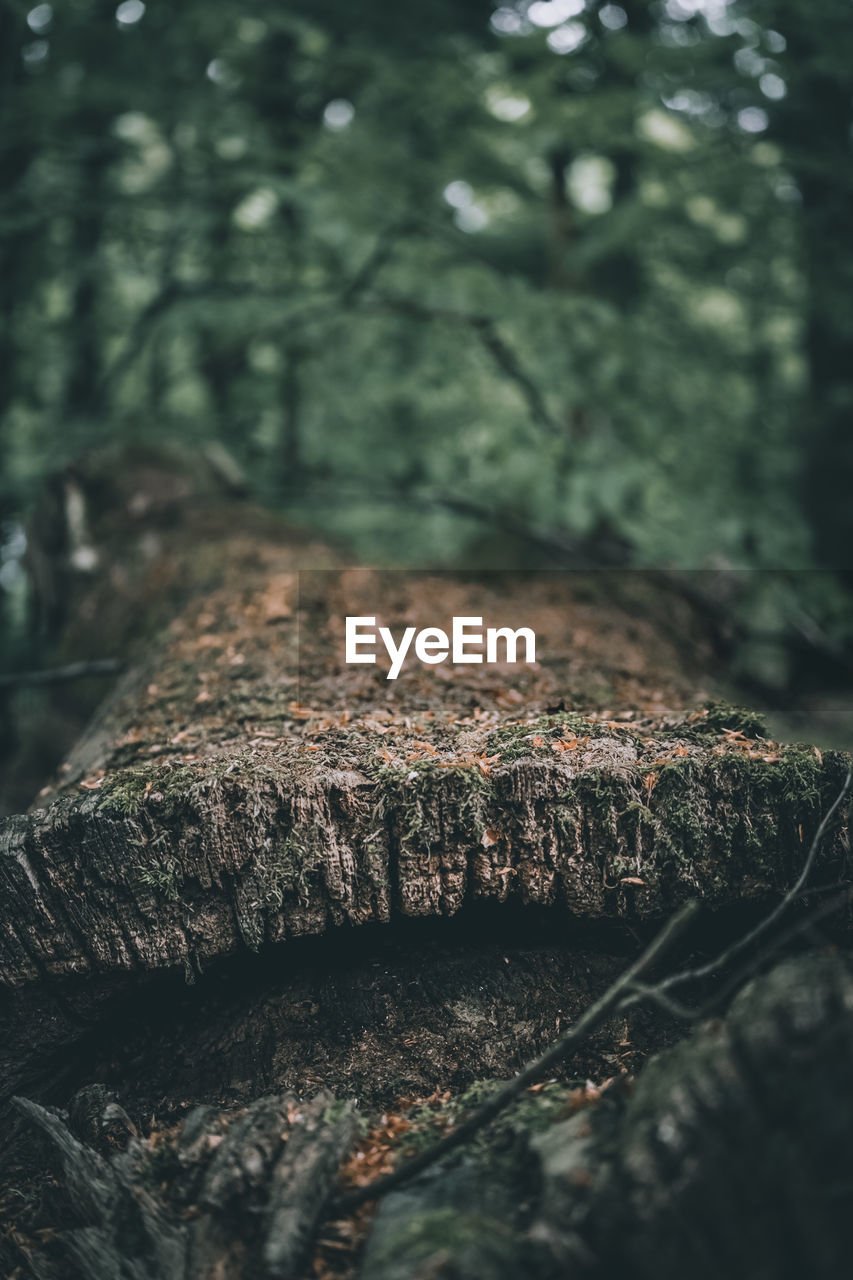 CLOSE-UP OF TREE TRUNK