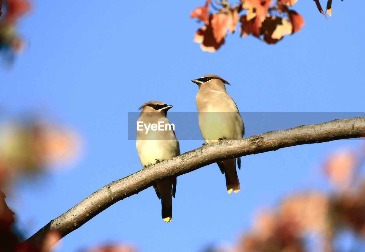 bird, animal themes, animal, animal wildlife, branch, wildlife, nature, perching, tree, group of animals, no people, yellow, flower, plant, focus on foreground, sky, day, outdoors, low angle view, blue, clear sky, beak, two animals, beauty in nature