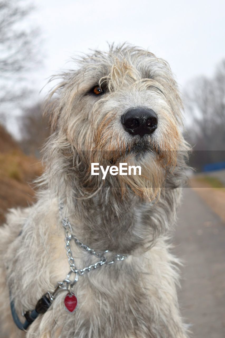 CLOSE-UP OF DOG OUTDOORS AGAINST SKY