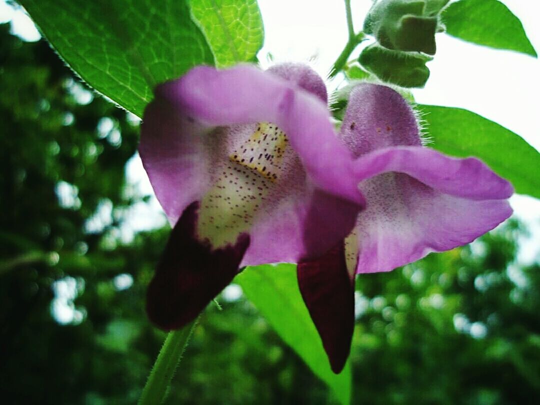 Close-up of purple flowers blooming outdoors
