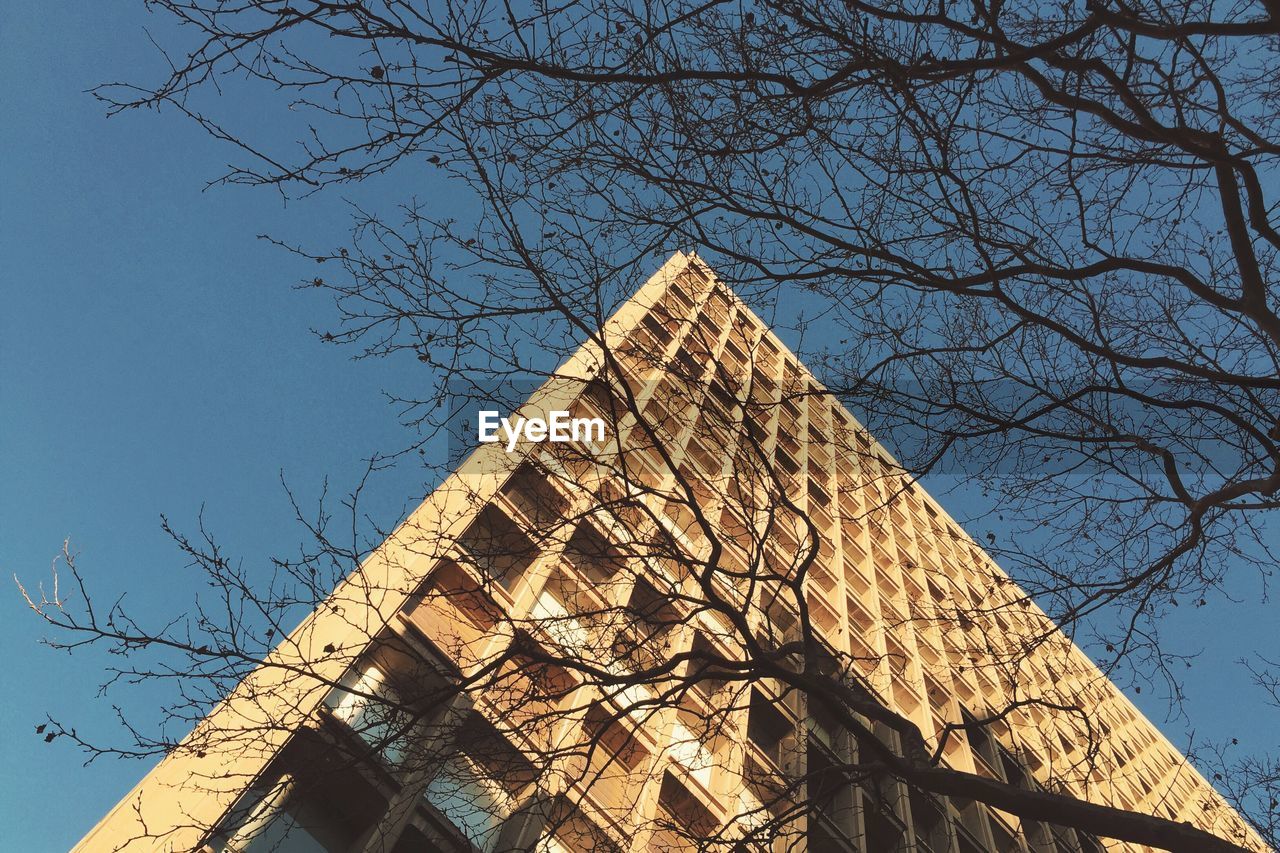 LOW ANGLE VIEW OF TREE AGAINST THE SKY