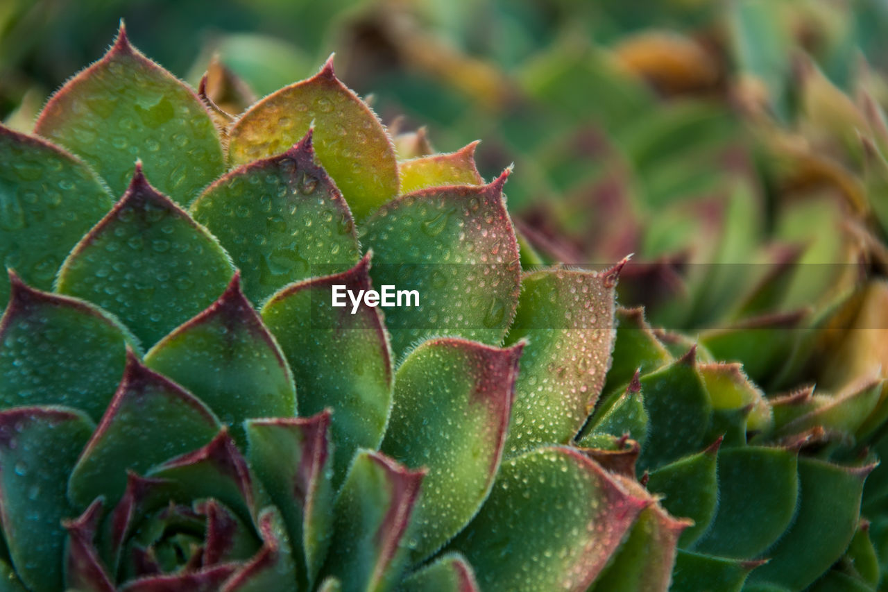 Close-up of succulent plant