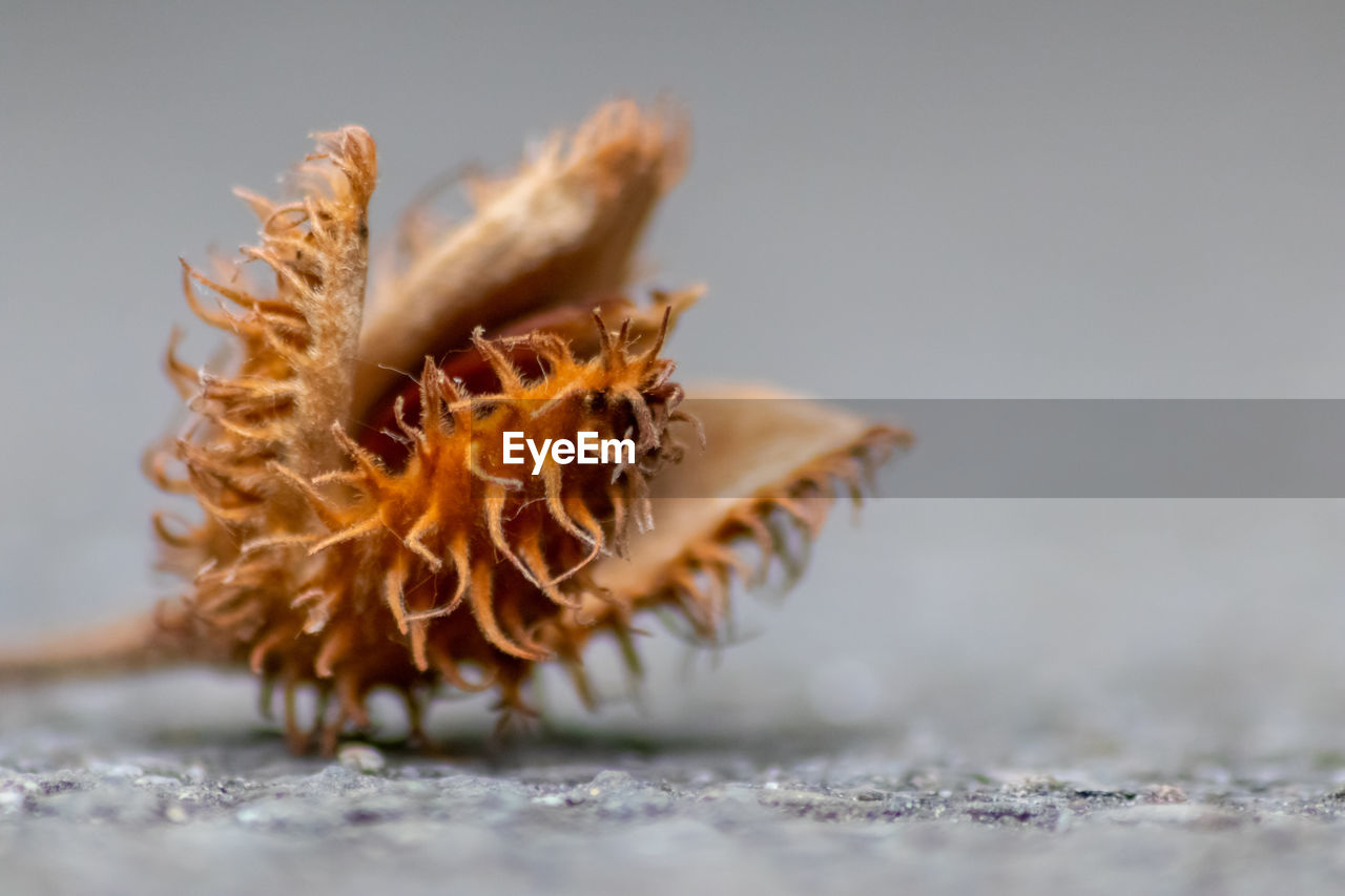 CLOSE-UP OF DRIED FLOWER