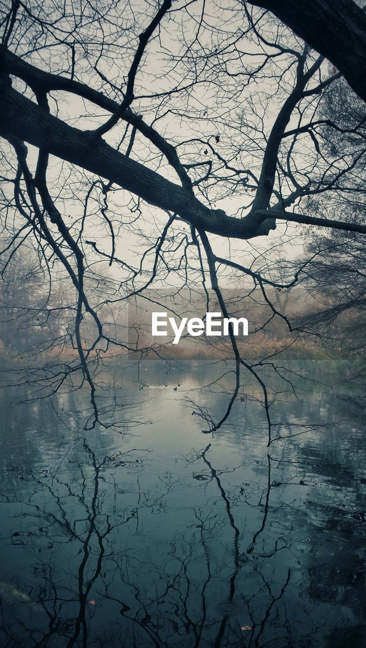 Scenic view of lake by trees during foggy weather