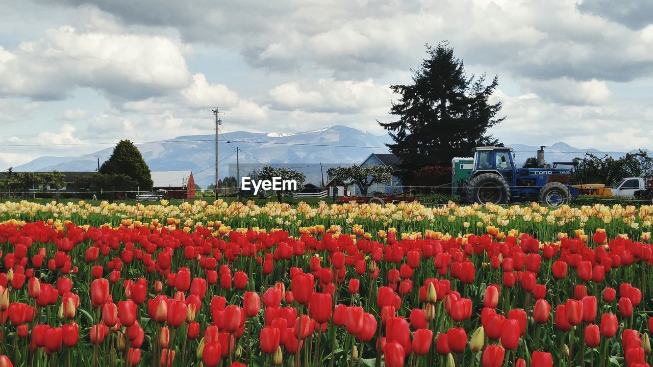 FLOWERS GROWING IN FIELD AGAINST SKY