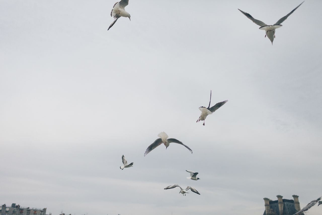 Low angle view of black-headed gulls flying against sky