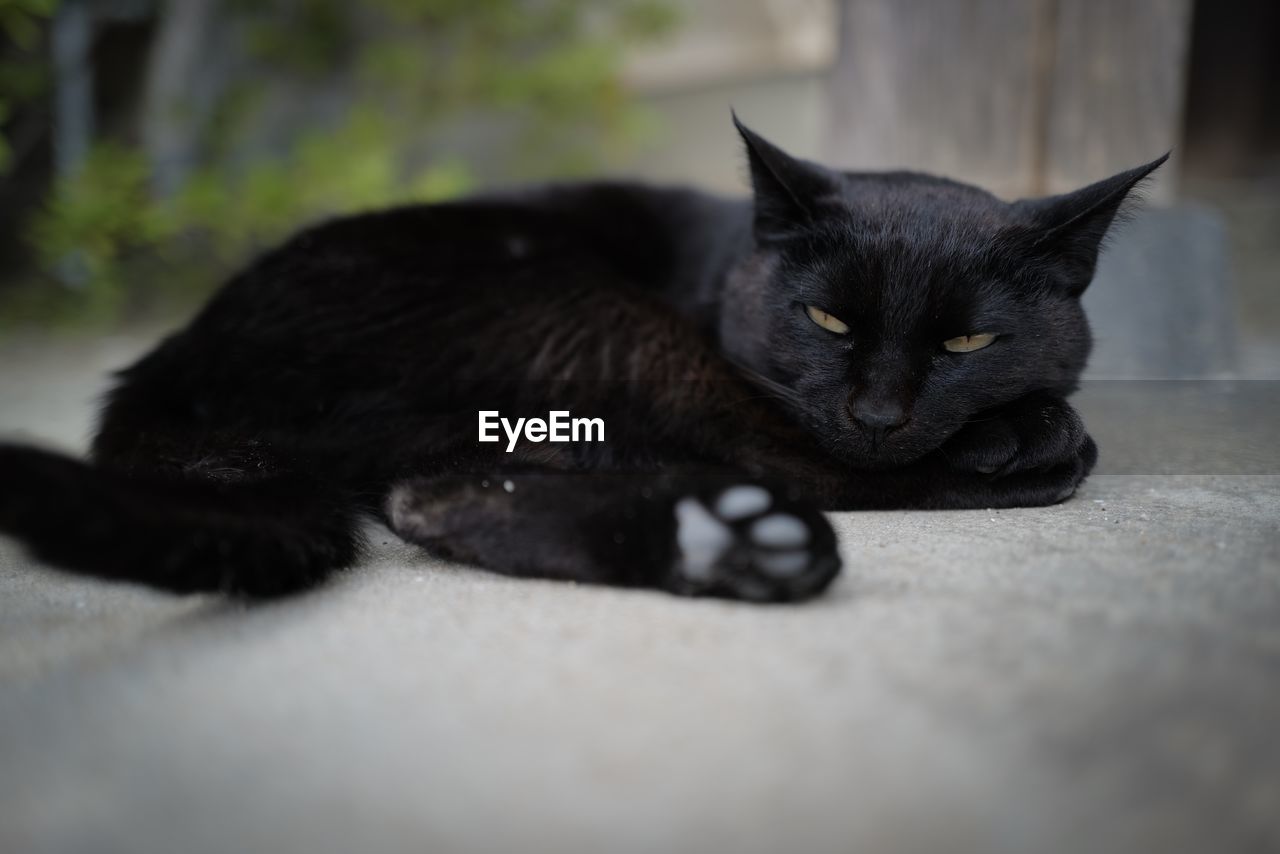 PORTRAIT OF BLACK CAT LYING ON FLOOR