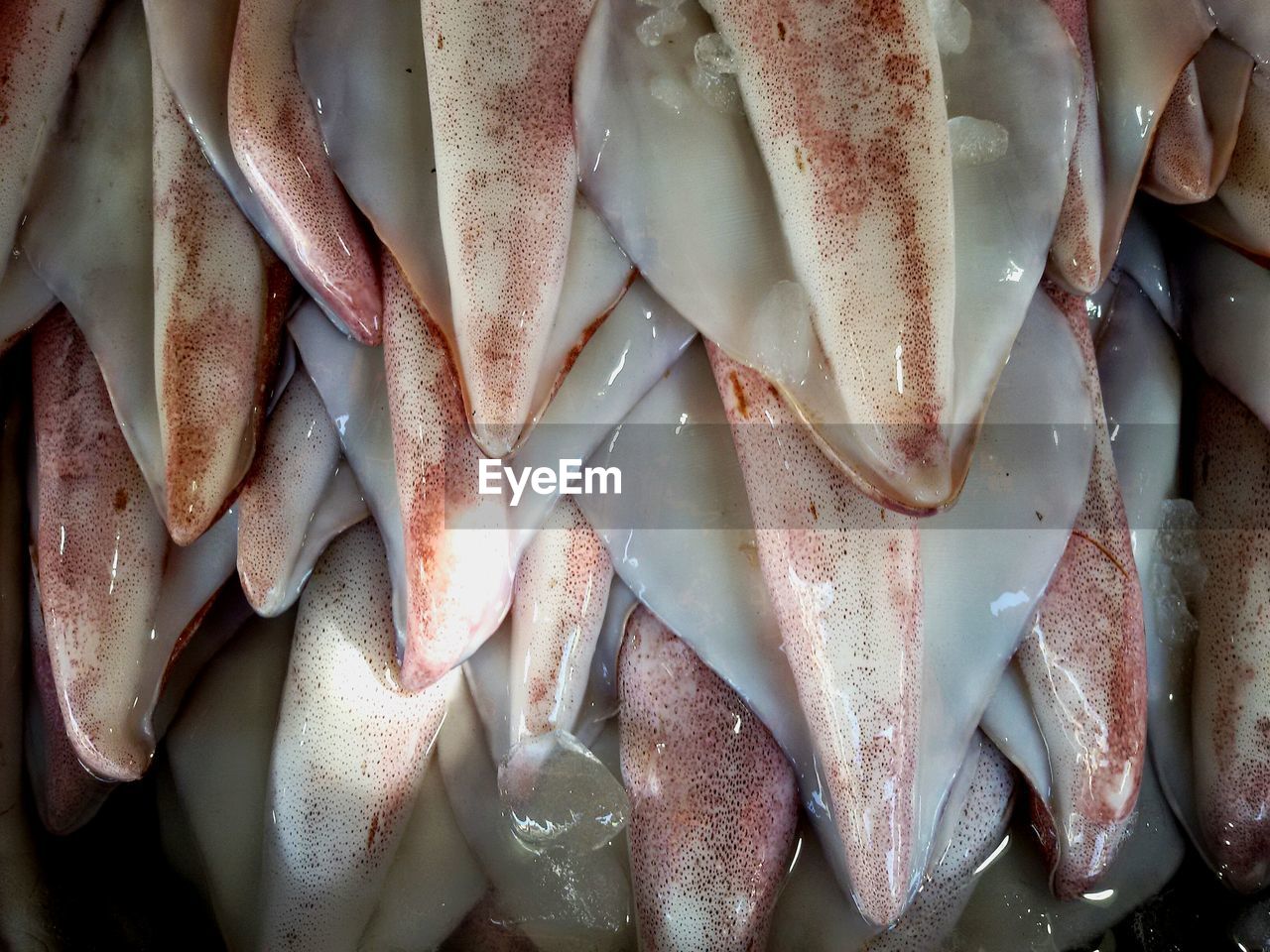 High angle view of fresh squids for sale at market