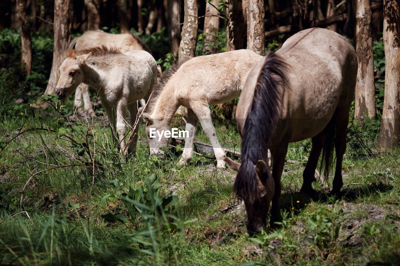 Horses in woods