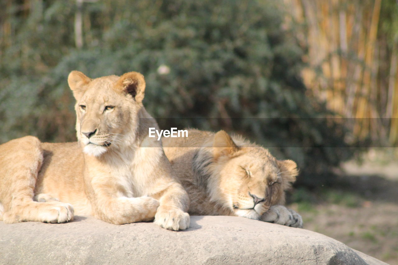 animal, animal themes, mammal, animal wildlife, lion - feline, feline, wildlife, cat, group of animals, lioness, relaxation, lion cub, carnivora, masai lion, no people, cub, big cat, young animal, lying down, felidae, safari, resting, nature, zoo, focus on foreground, day, outdoors, two animals, sitting, portrait, puma