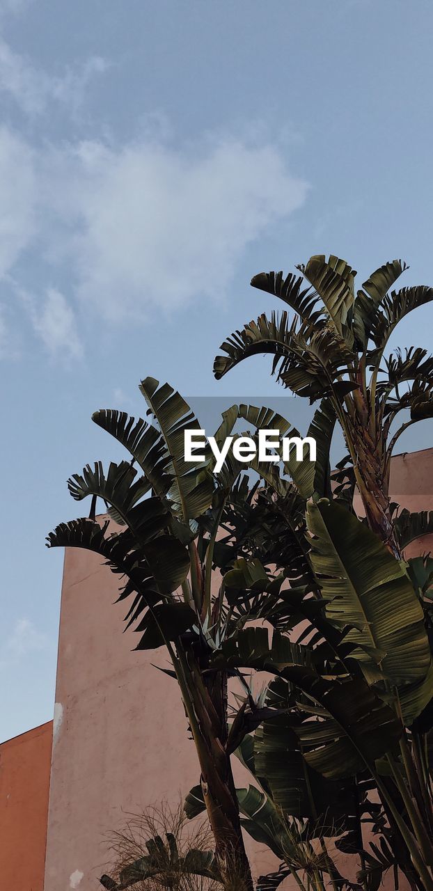 Low angle view of palm tree against sky