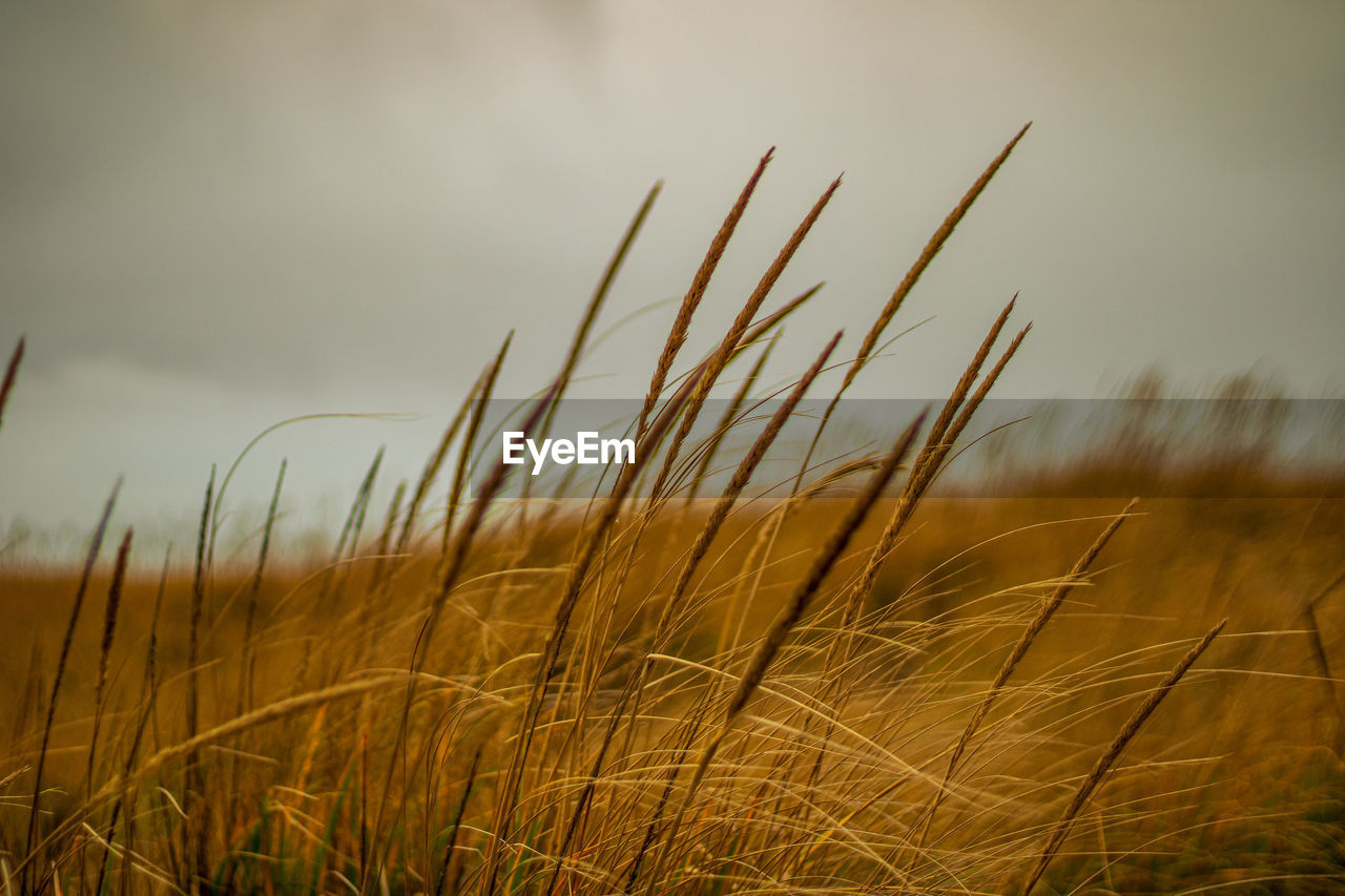plant, grass, field, sky, nature, morning, land, landscape, sunlight, growth, cereal plant, beauty in nature, rural scene, environment, crop, prairie, agriculture, no people, close-up, tranquility, barley, horizon, cloud, grassland, wheat, focus on foreground, outdoors, summer, scenics - nature, non-urban scene, tranquil scene, food, dusk, day, idyllic, gold, plain
