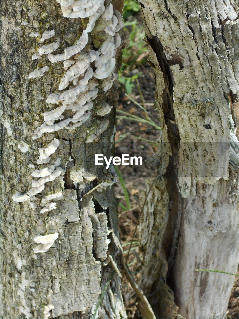 FULL FRAME SHOT OF TREE BARK