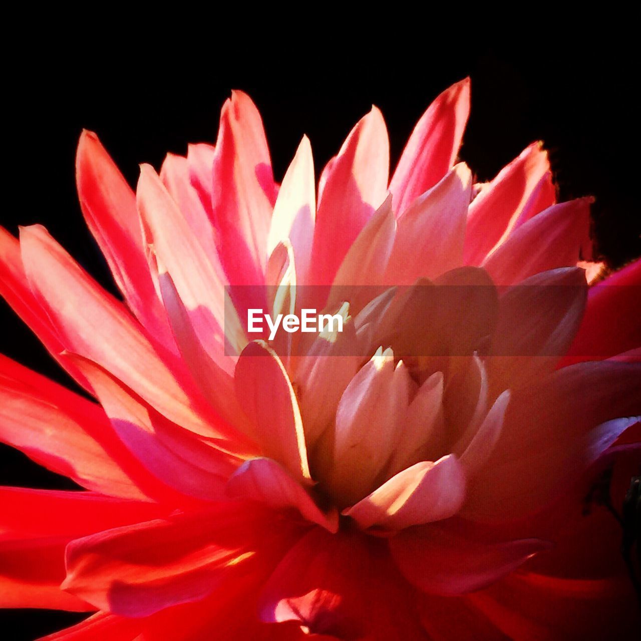 Macro shot of pink flower