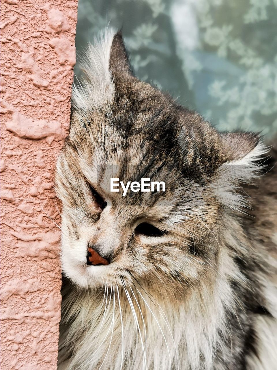 Close-up of a cat with eyes closed