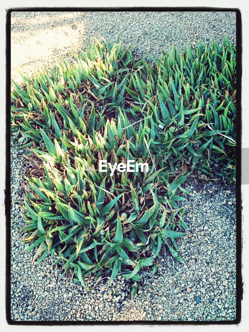 Elevated view of grass