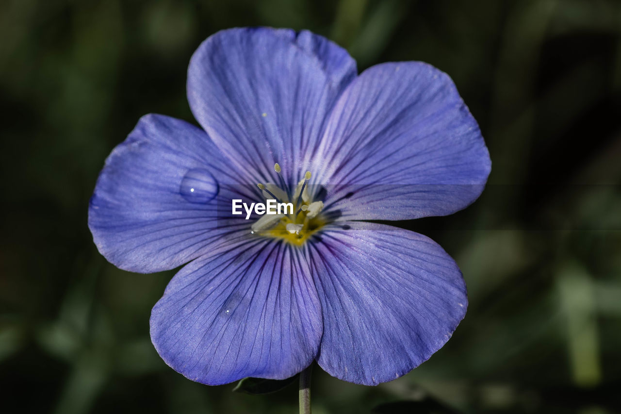 Close-up of purple flower