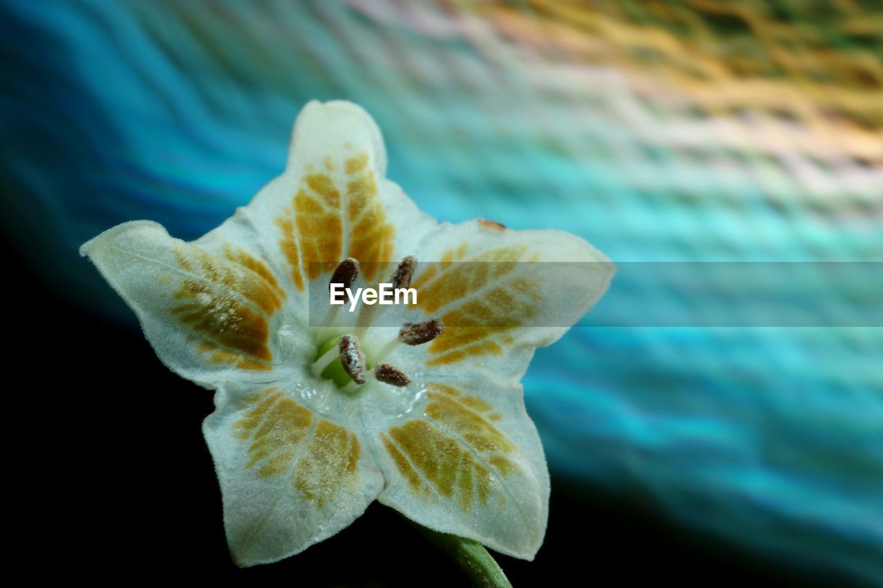 Close-up of white flowering plant