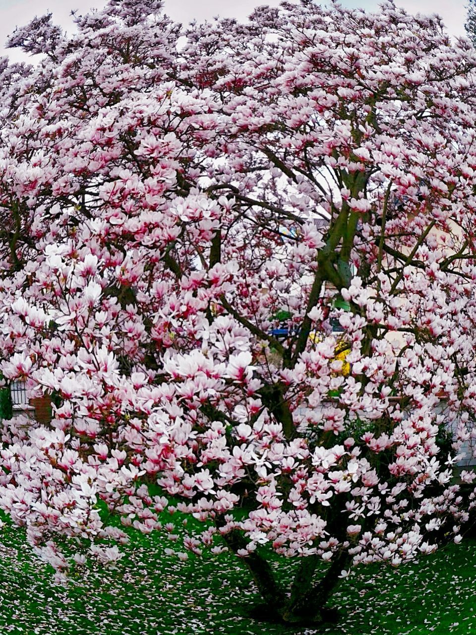 LOW ANGLE VIEW OF PINK FLOWERS BLOOMING ON TREE