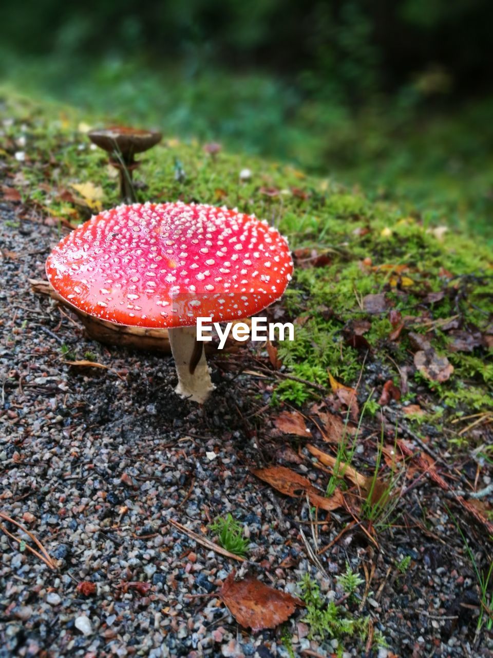 CLOSE-UP OF FLY AGARIC MUSHROOMS