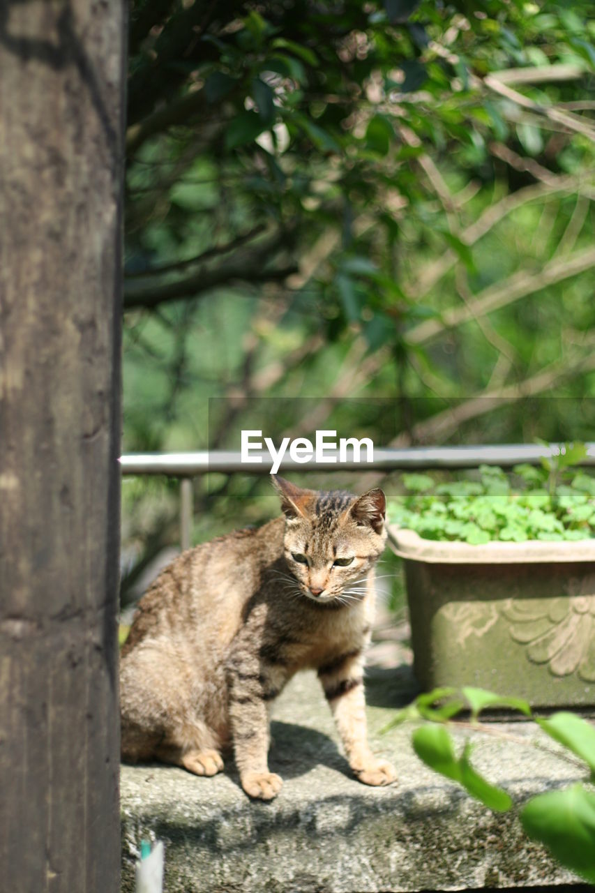 Portrait of cat sitting on tree