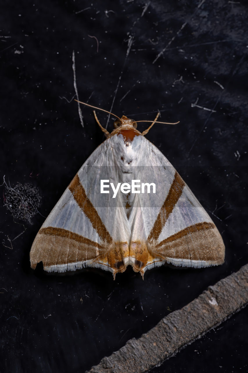 CLOSE-UP OF BUTTERFLY ON LEAF