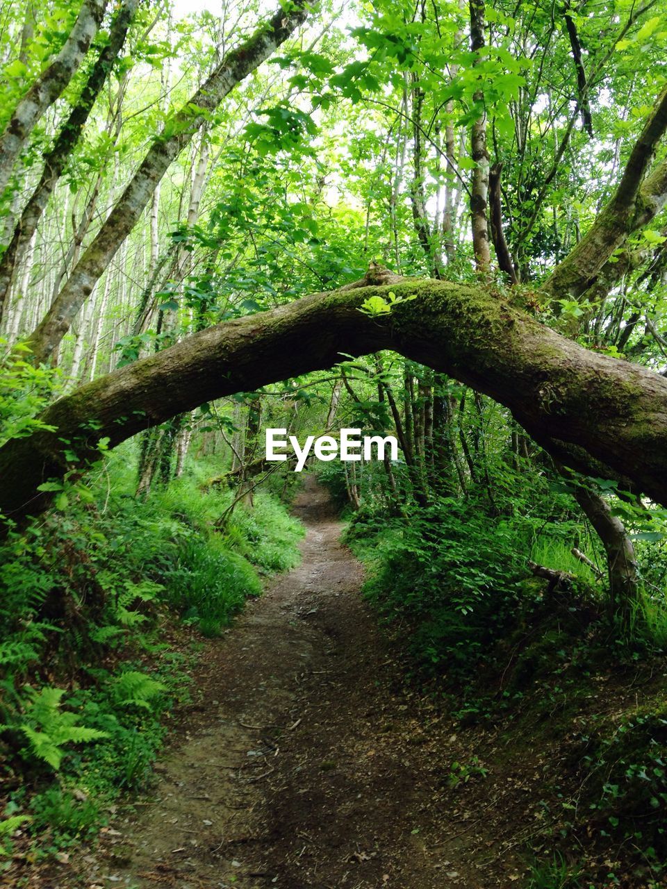 FOOTPATH LEADING TOWARDS FOREST