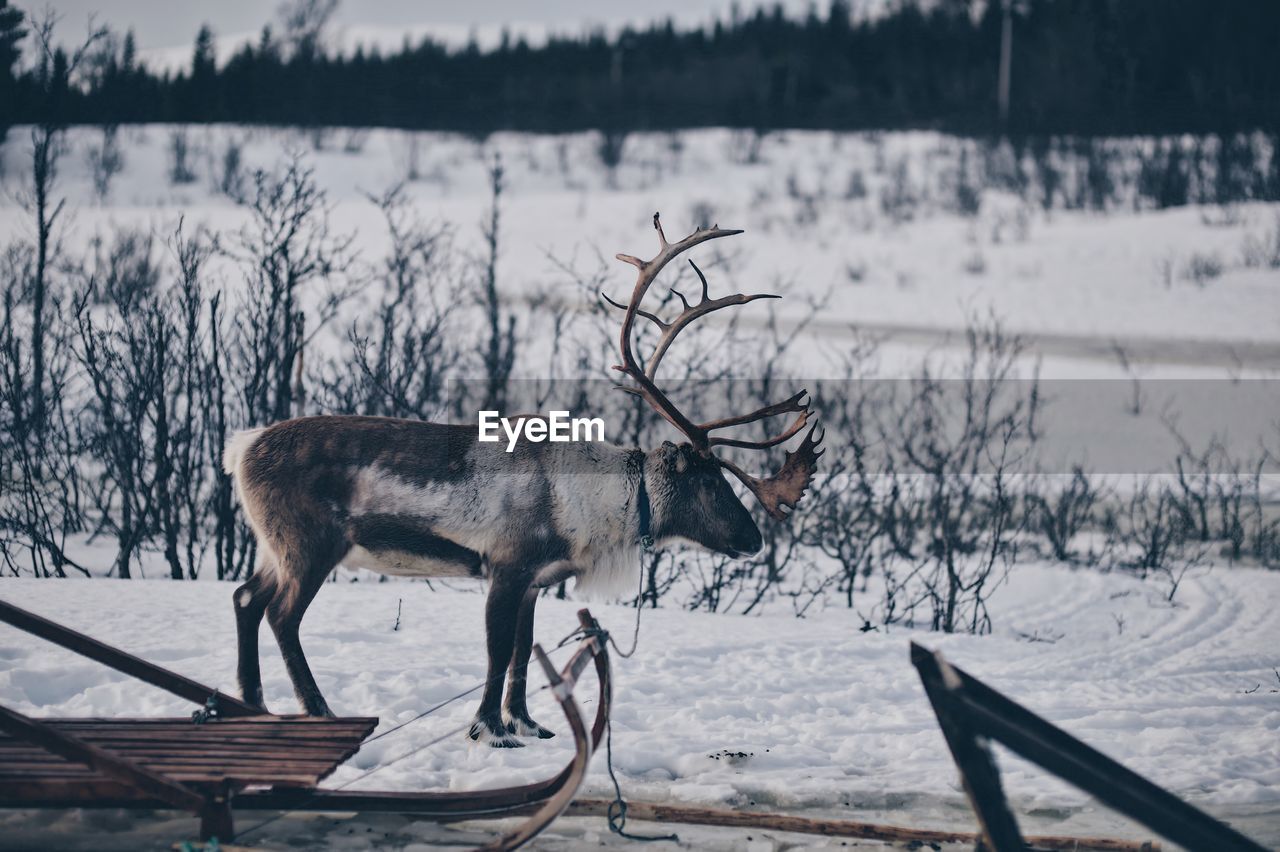 Side view of deer during winter