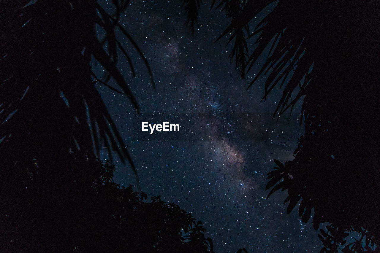 Low angle view of silhouette trees against sky at night