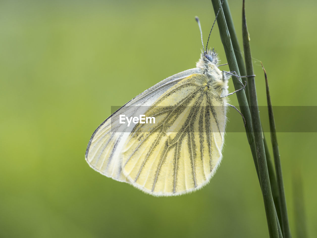 BUTTERFLY POLLINATING FLOWER