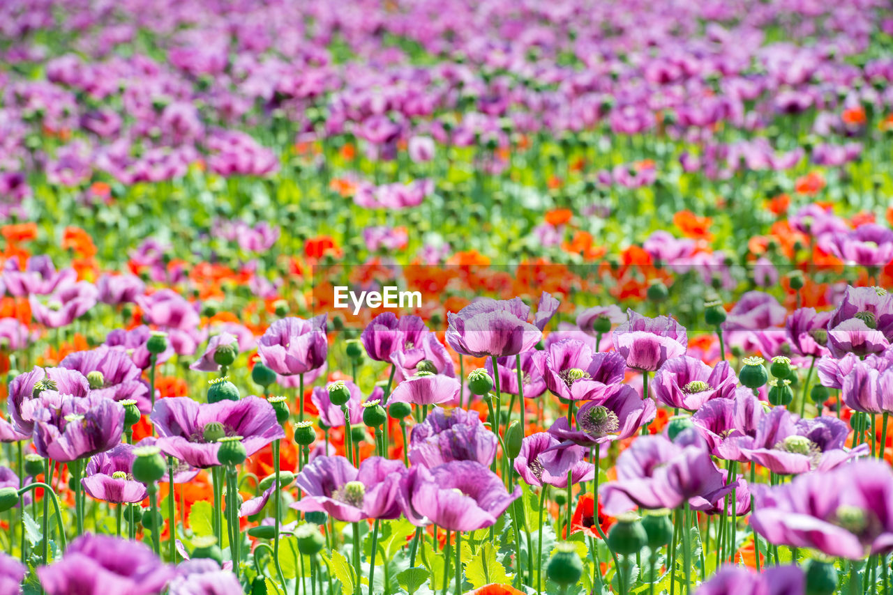 CLOSE-UP OF PINK TULIP FLOWERS IN FIELD