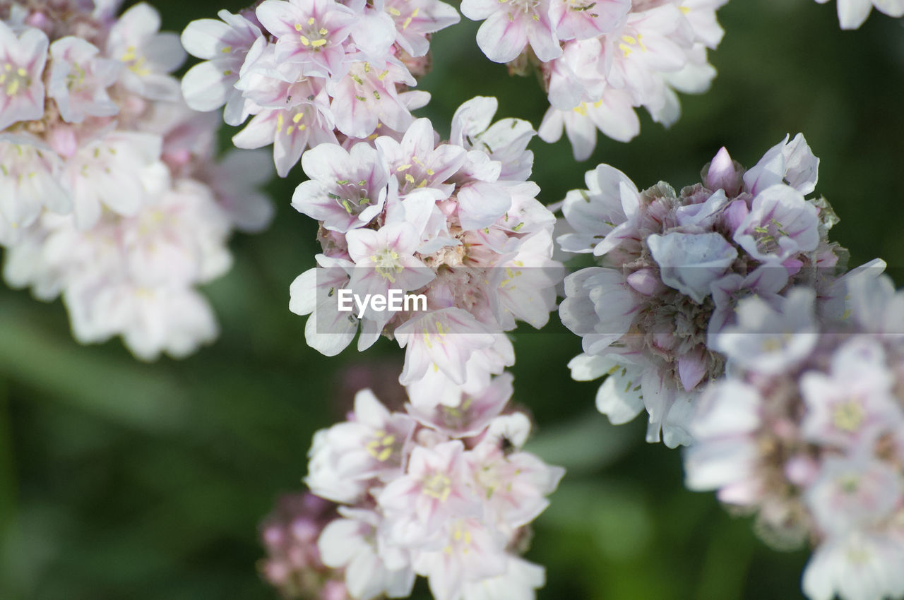 Close-up of pink cherry blossoms