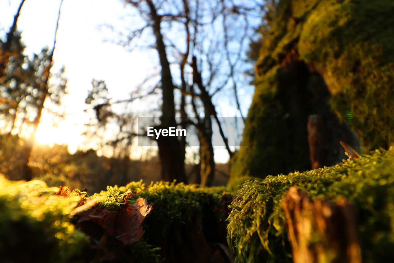 CLOSE-UP OF MUSHROOMS GROWING ON TREE TRUNK IN FOREST