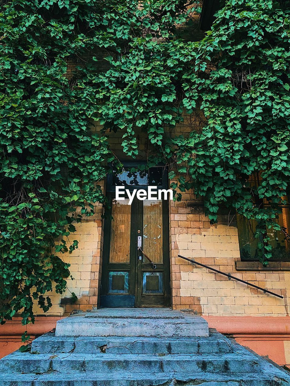 Low angle view of ivy on building