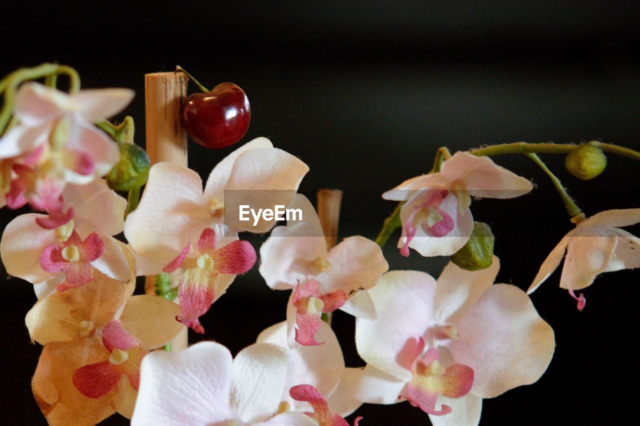 CLOSE-UP OF FLOWERS AND BLACK BACKGROUND