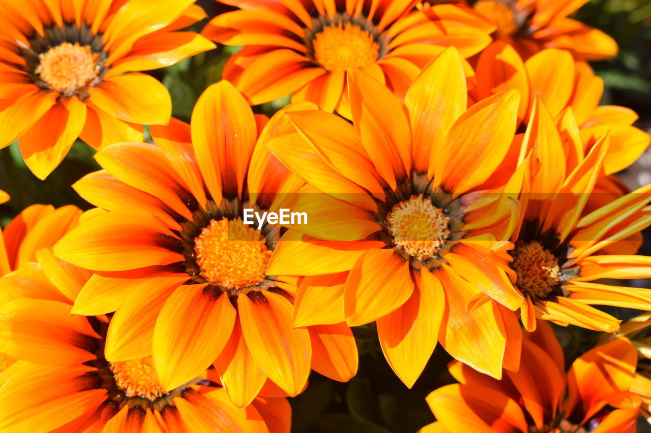 CLOSE-UP OF YELLOW AND ORANGE FLOWERS