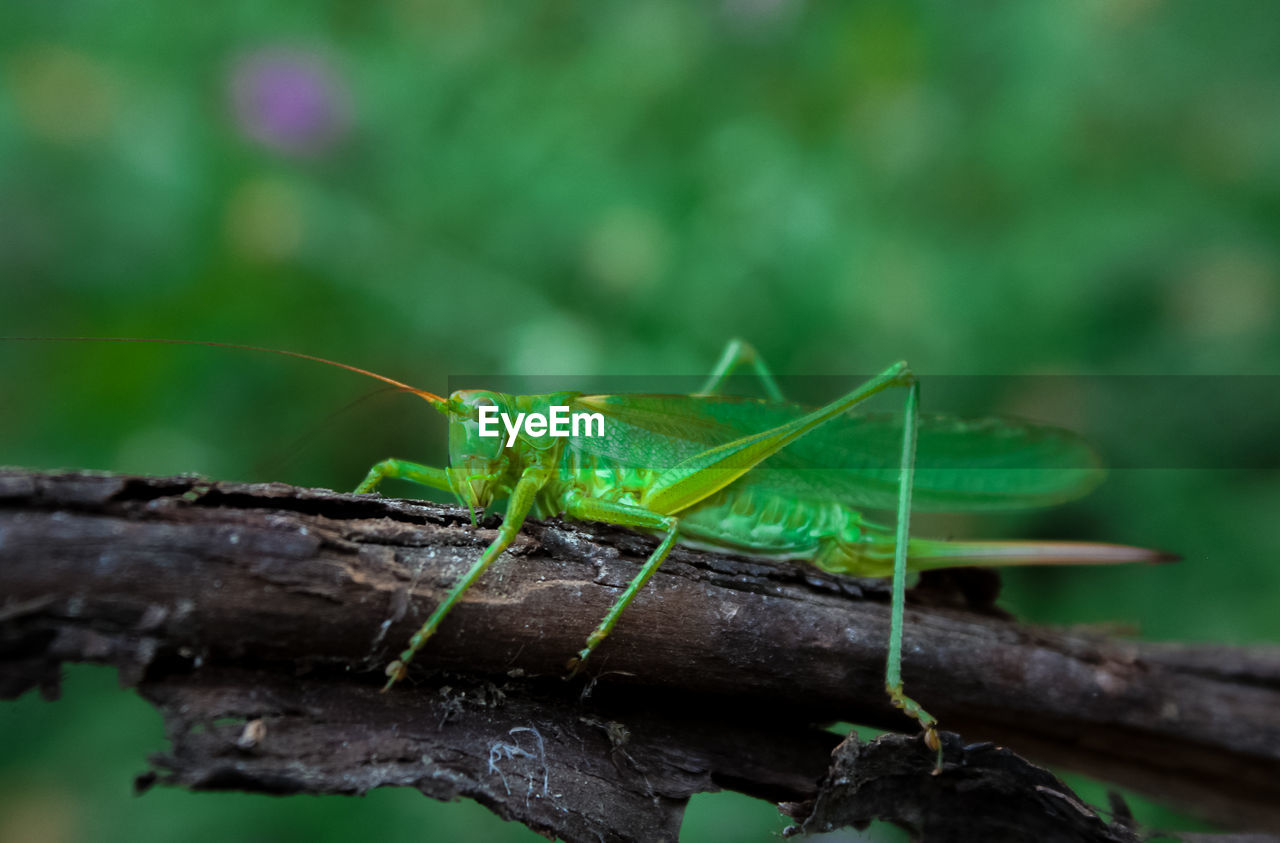 green, animal themes, animal, animal wildlife, one animal, insect, wildlife, nature, grasshopper, macro photography, close-up, no people, plant, animal body part, outdoors, day, cricket, tree, plant part, focus on foreground, leaf, environment, plant stem