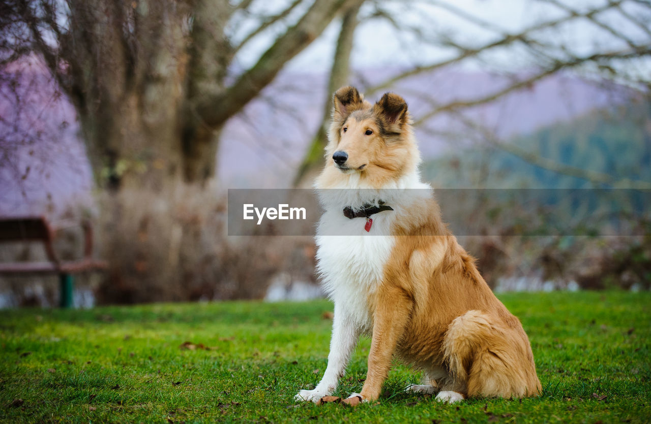 View of contemplative collie dog sitting on grass on lawn