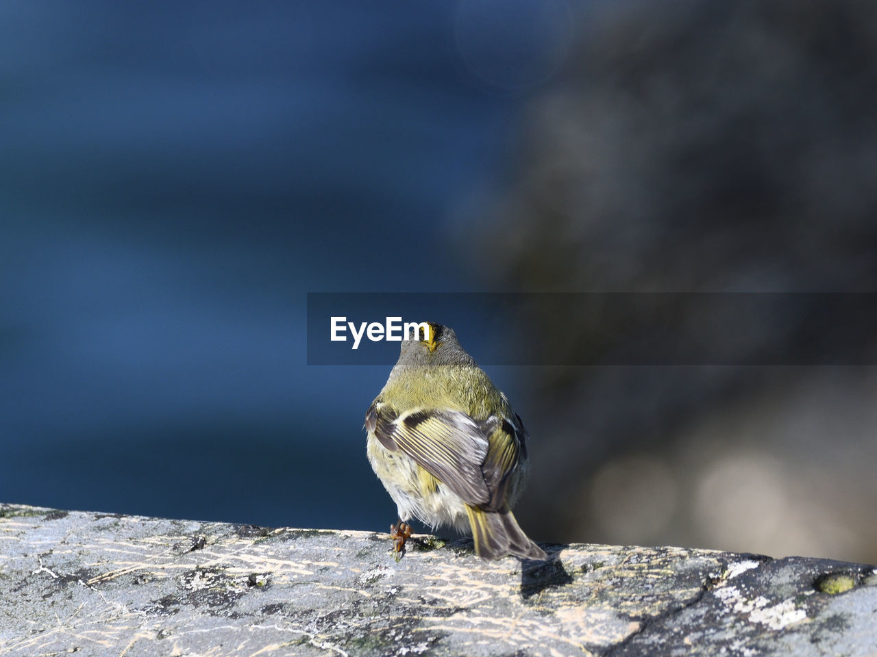 BIRD PERCHING ON ROCK
