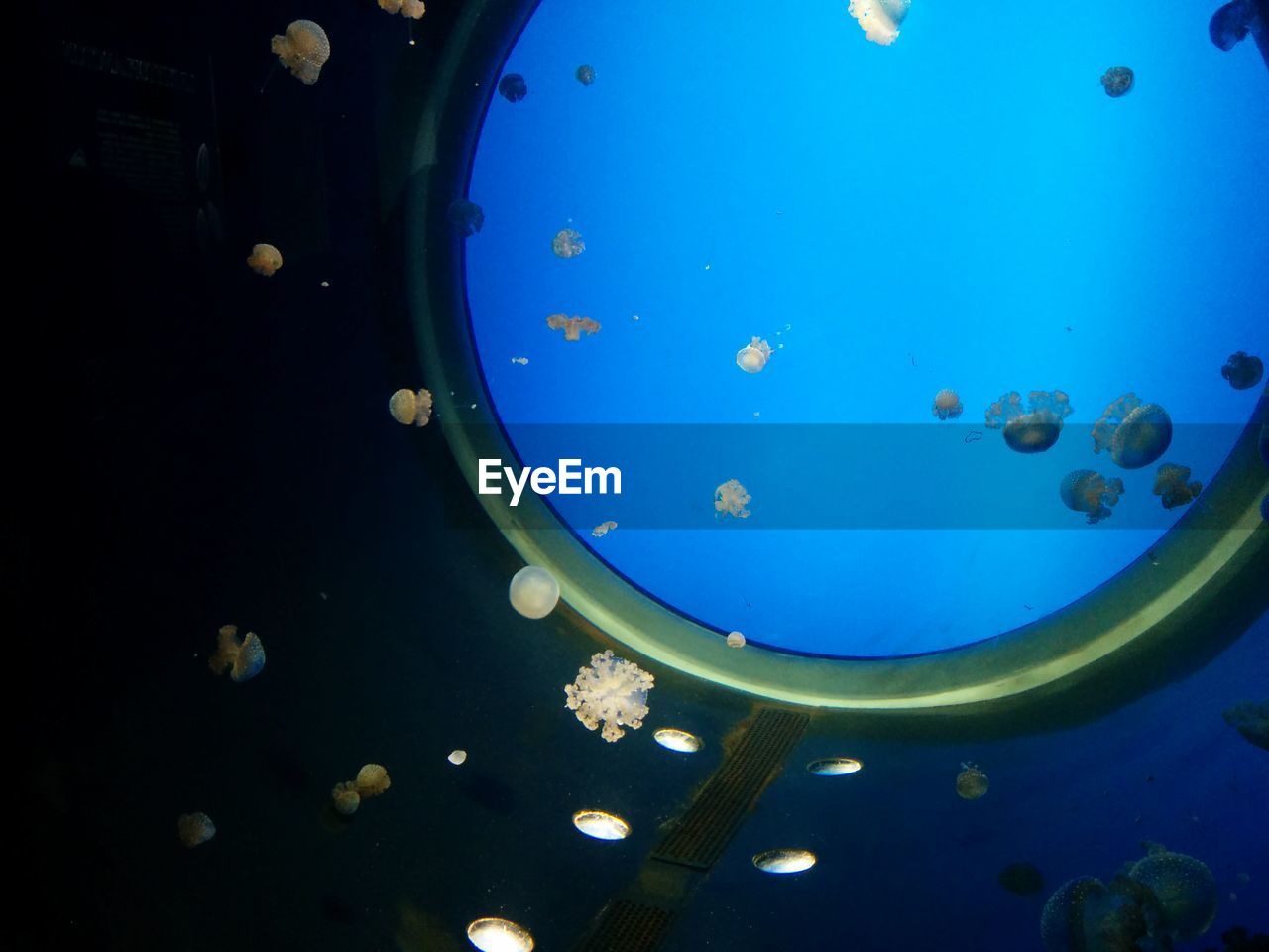 Close-up of jellyfish swimming in sea