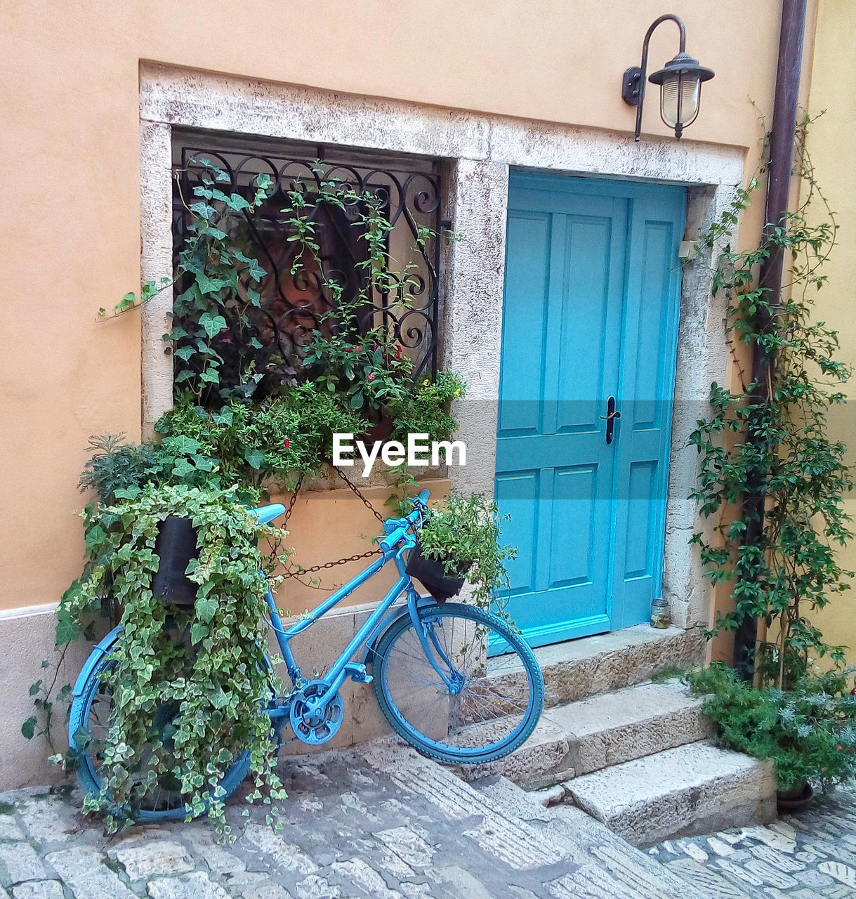 POTTED PLANTS ON HOUSE WINDOW